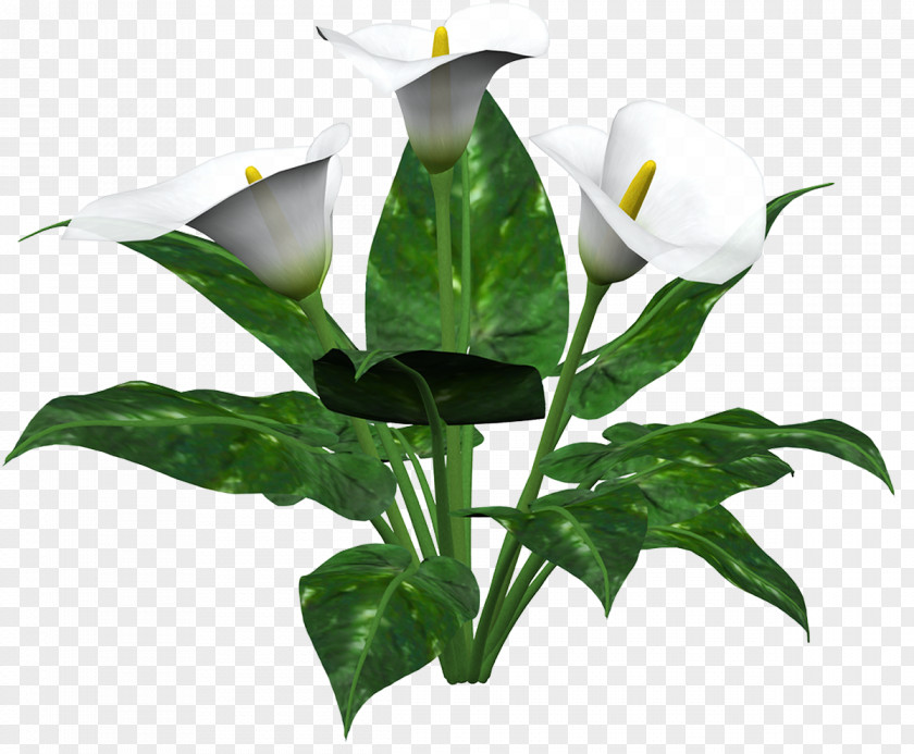 Lily Flower Arum-lily Callalily Lilium PNG