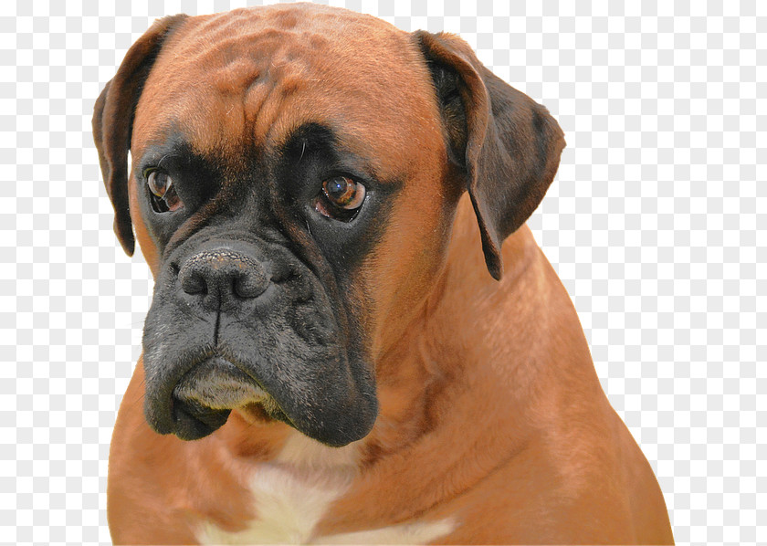 Orange Dog Boxer Puppy High-definition Television Breed Wallpaper PNG