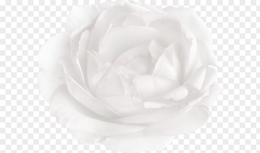 00 Centifolia Roses Garden Black And White Cut Flowers PNG
