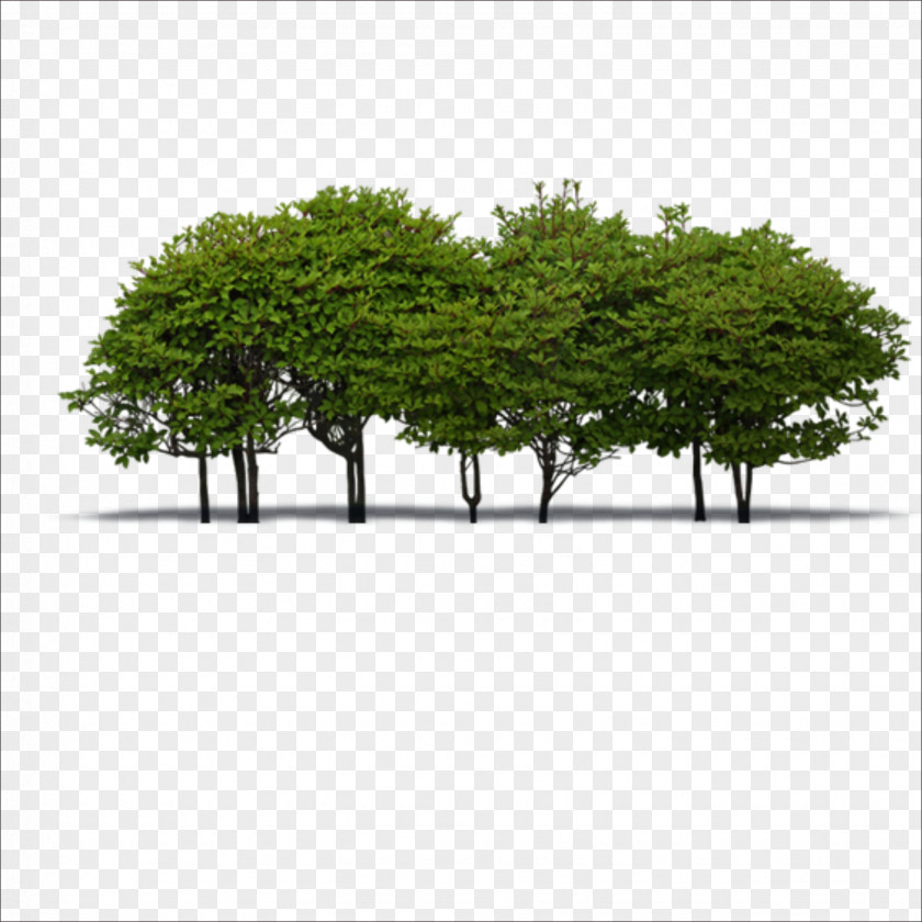 A Group Of Trees PNG group of trees clipart PNG