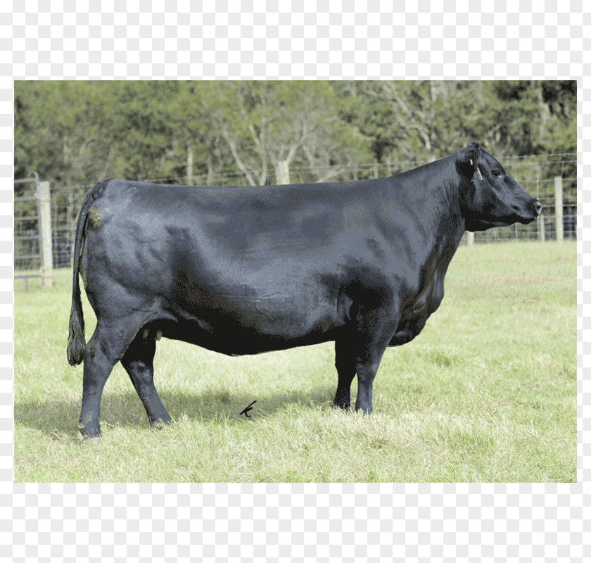 Angus Cattle Dairy Ox Pasture Bull PNG