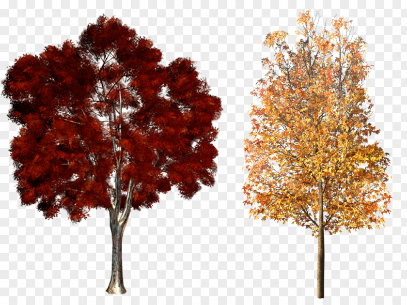 Autumn Trees Material Tree Plant Clip Art PNG