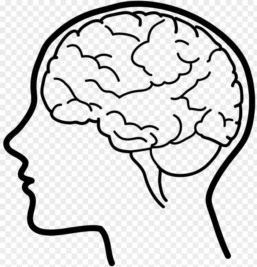 Brain Human Clip Art PNG