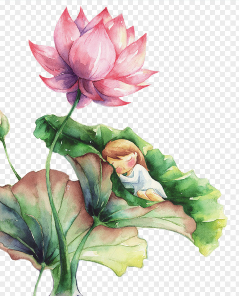 Chinese Wind Sleeping On The Lotus Leaves Of A Child Watercolor Painting Nelumbo Nucifera Landscape PNG