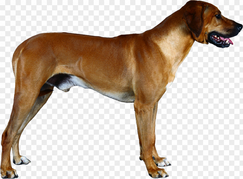 Dog Rhodesian Ridgeback Broholmer English Foxhound Redbone Coonhound Tosa PNG