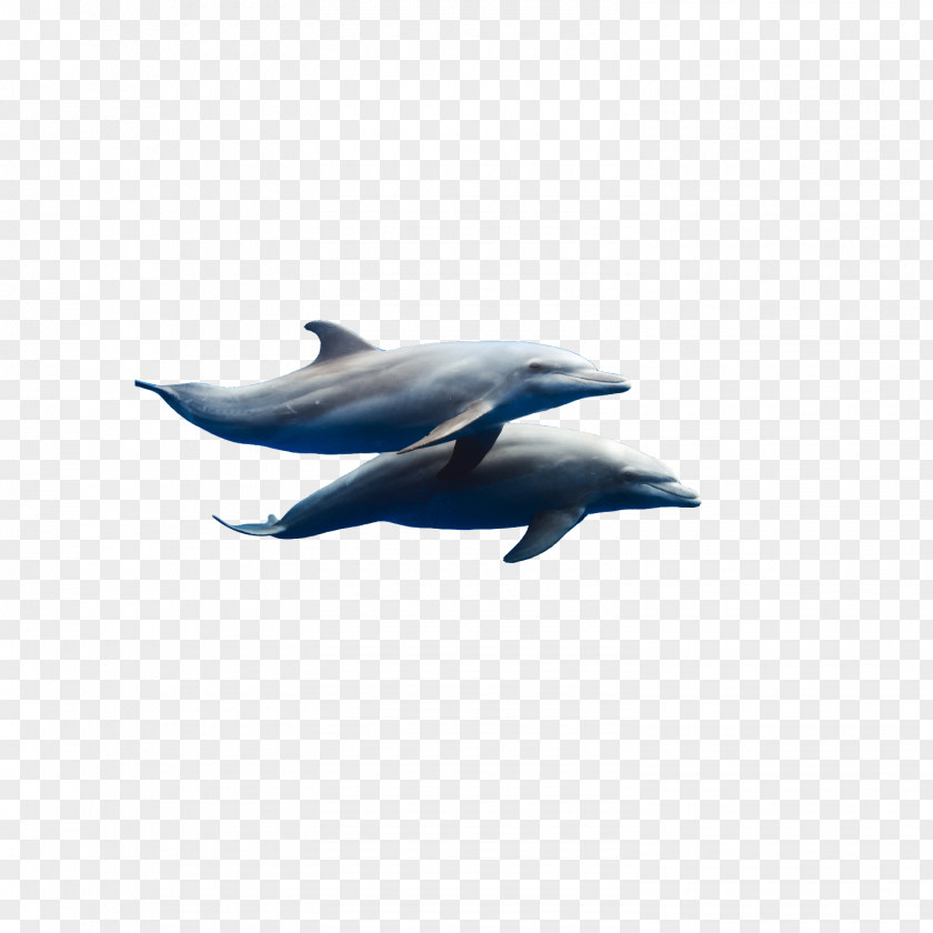 Dolphin Common Bottlenose Dzharylhach Short-beaked Tucuxi Porpoise PNG