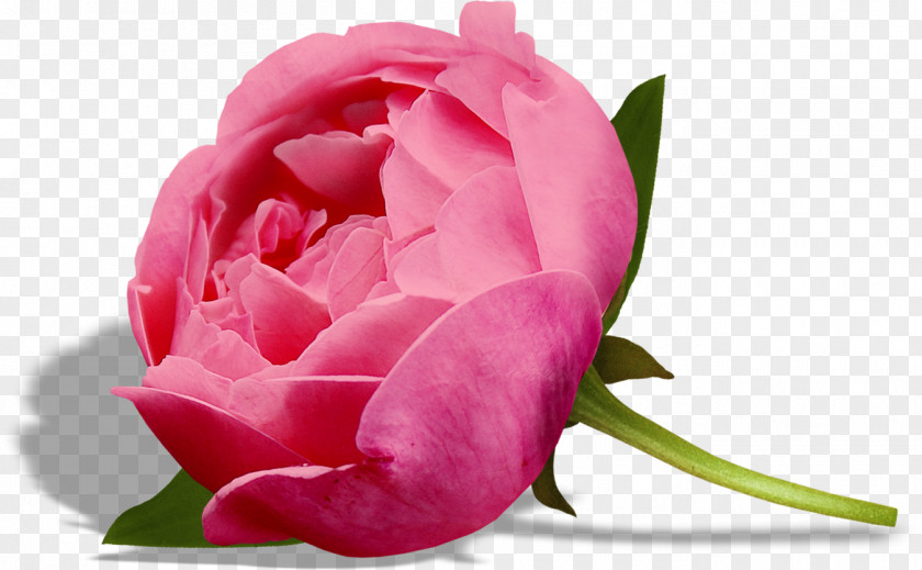 Flower Garden Roses Clip Art Cabbage Rose Image Pink PNG