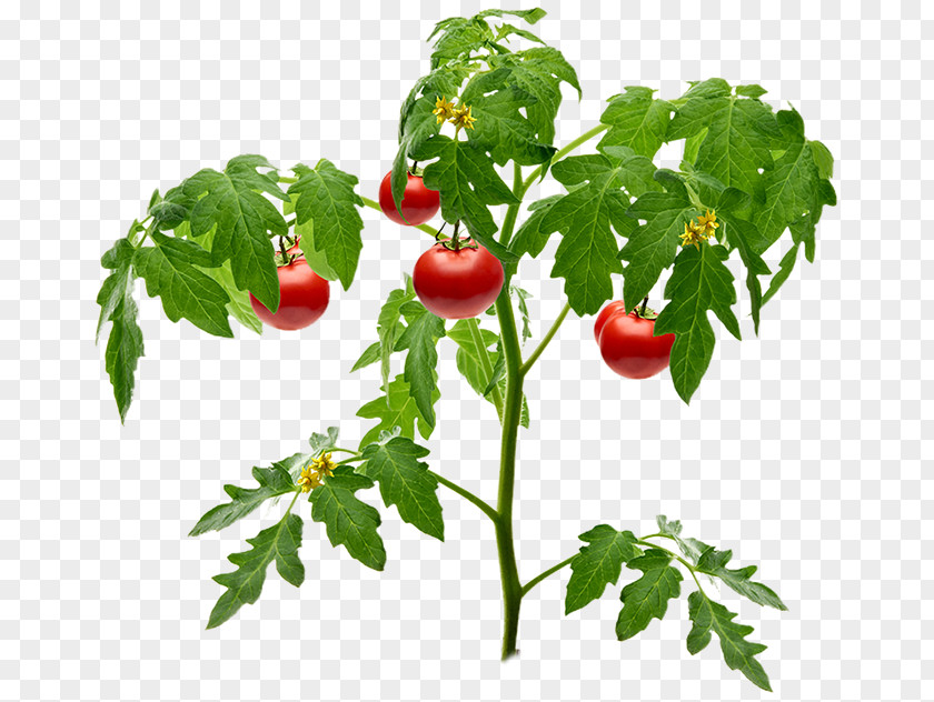 Tomato Gardening Soil Plant PNG
