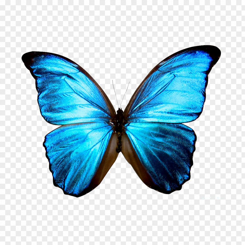 High Resolution Butterfly Icon Morpho Rhetenor Blue Clip Art PNG