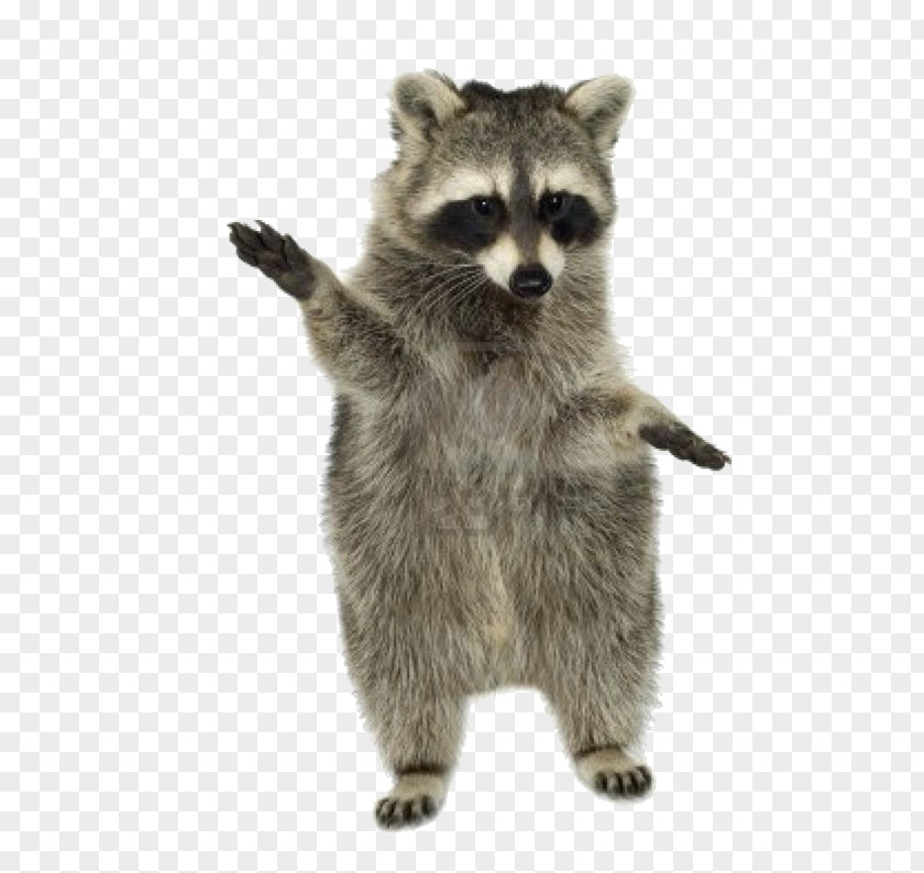 Raccoon Clip Art PNG