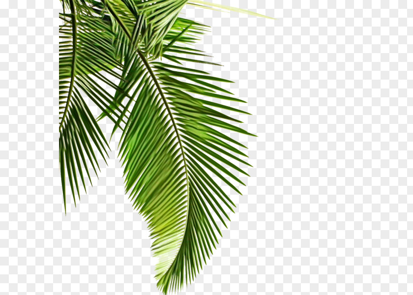 Terrestrial Plant Elaeis Palm Tree PNG