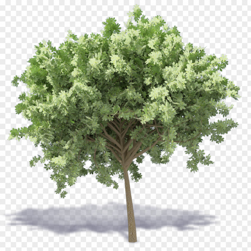 Chestnut Tree Branch Fruit Oak PNG
