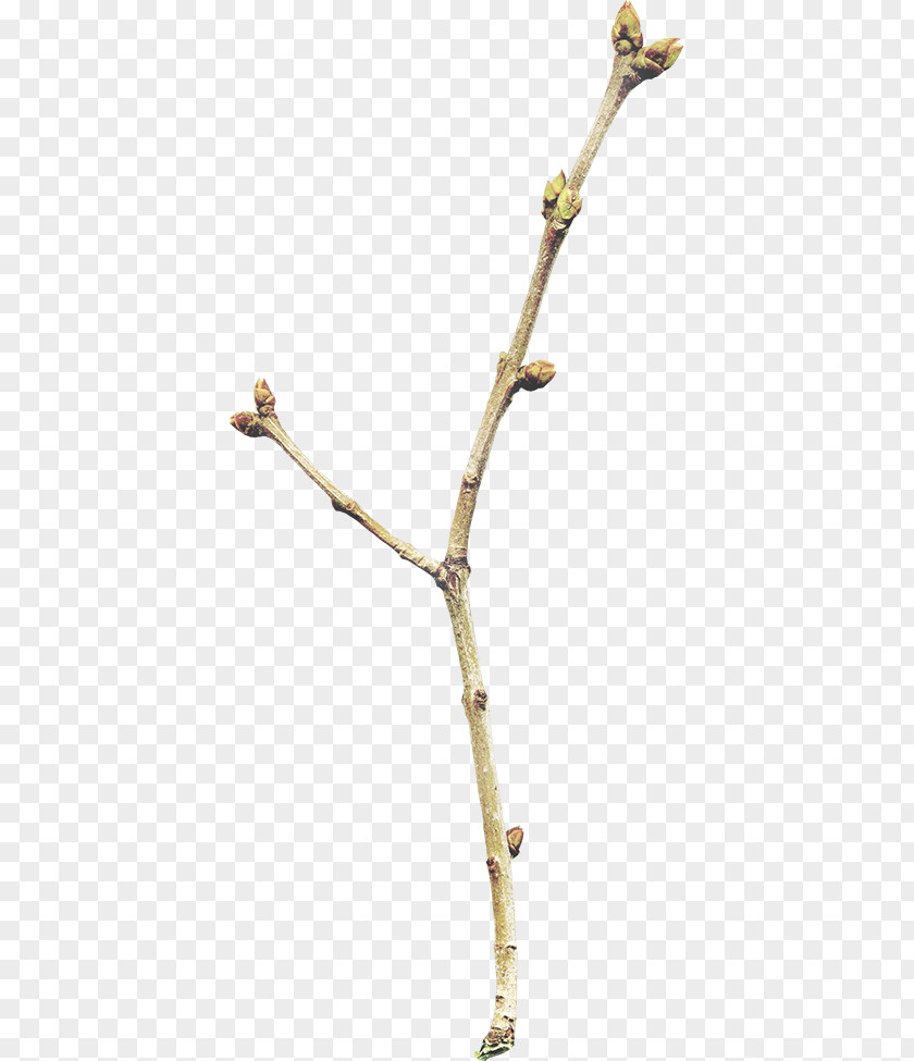 Free To Pull The Material Leaves Light PNG