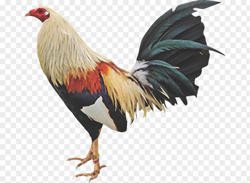 Hd Popcorn 22 0 1 Chicken Gamecock Rooster Cockfight Fowl PNG