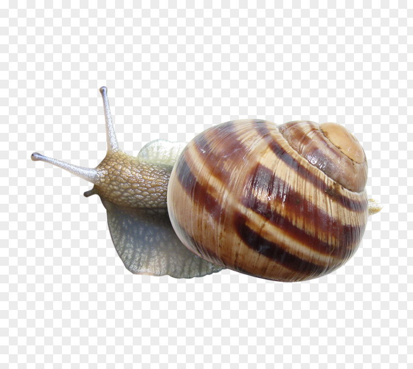 Snails Snail Clip Art PNG