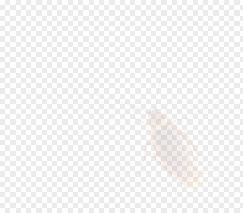 Cockroach PNG