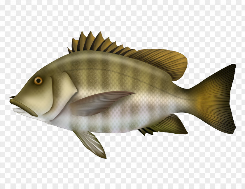 Especies Ribbon Barramundi Marine Biology Carp Mammal Fish PNG