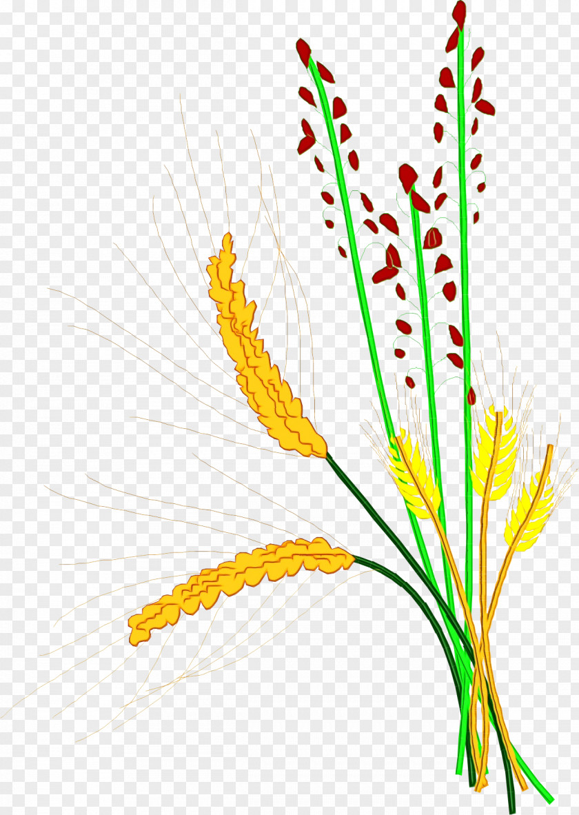 Plant Stem Pedicel Flower Yellow Grass Family Flowering PNG