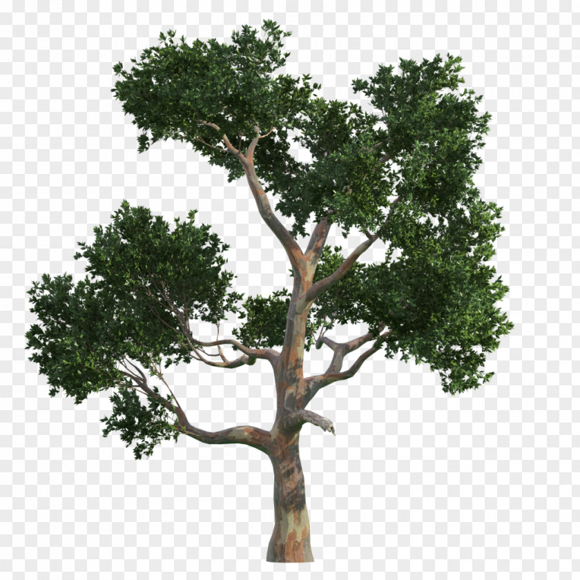 Trees Tree Gratis Vecteur PNG