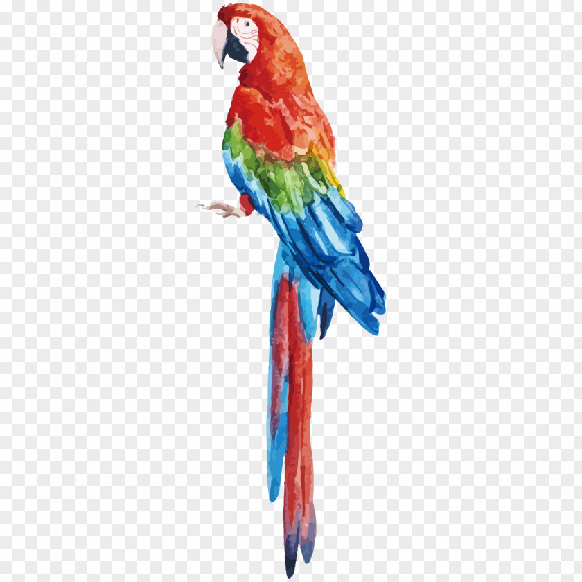 Avianca Ornament Parrot Bird Vector Graphics Stock Photography Royalty-free PNG