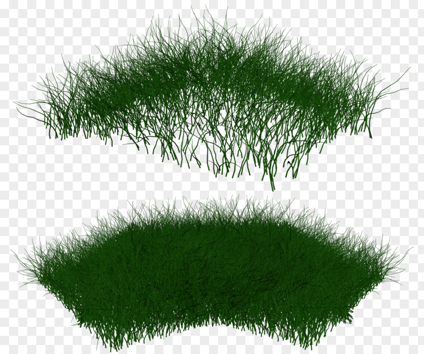 Grass Grasses Lawn Ornamental DeviantArt PNG