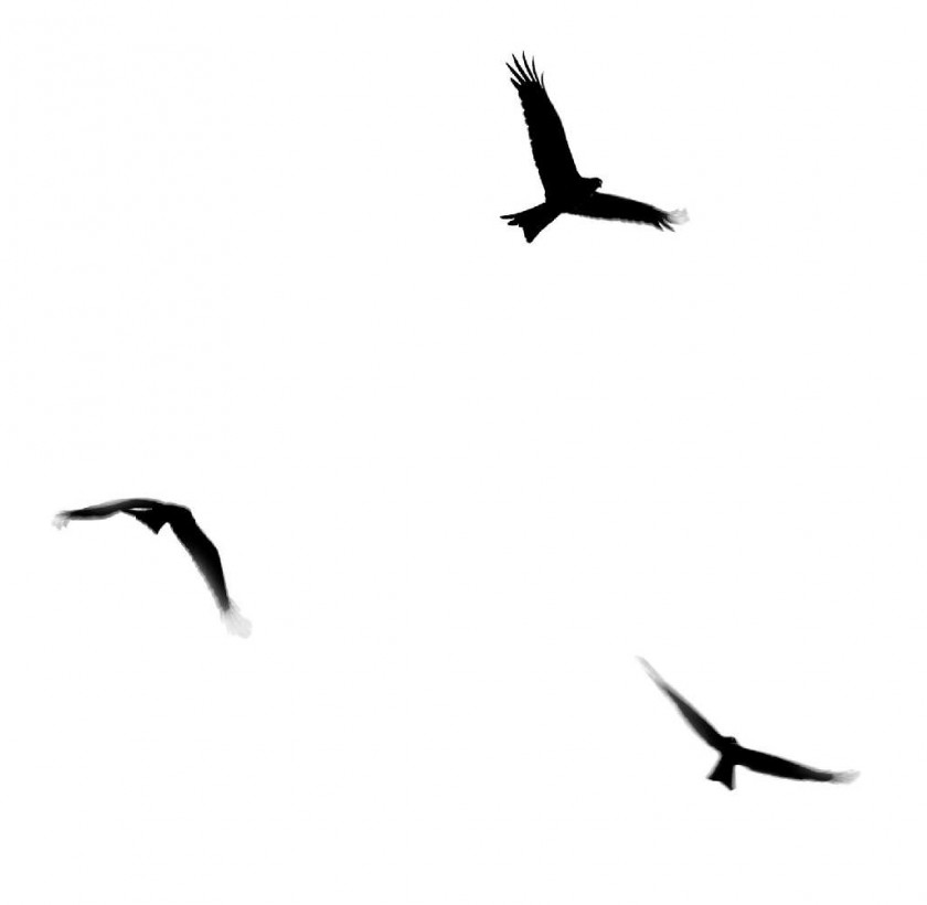 Gull Bird Flight Clip Art PNG