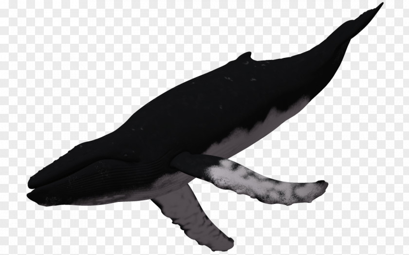 3d Animals 3D Humpback Whale Computer Graphics PNG