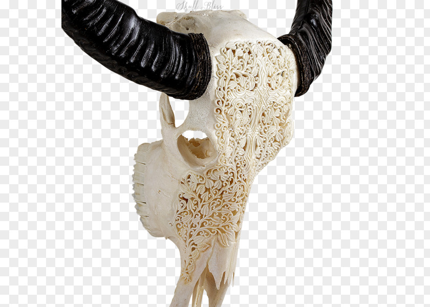 Buffalo Skull Animal Skulls Horn Bone Skeleton PNG