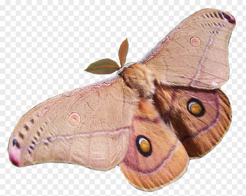 Butterfly Insect Opodiphthera Eucalypti Polyphemus Moth PNG