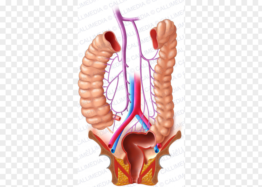 Digestif Large Intestine Lymphatic System Human Digestive Colorectal Cancer PNG