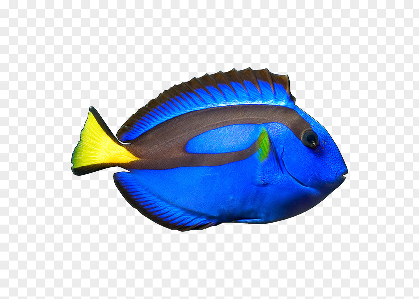 Fish Blue Tang Yellow Ocellaris Clownfish PNG