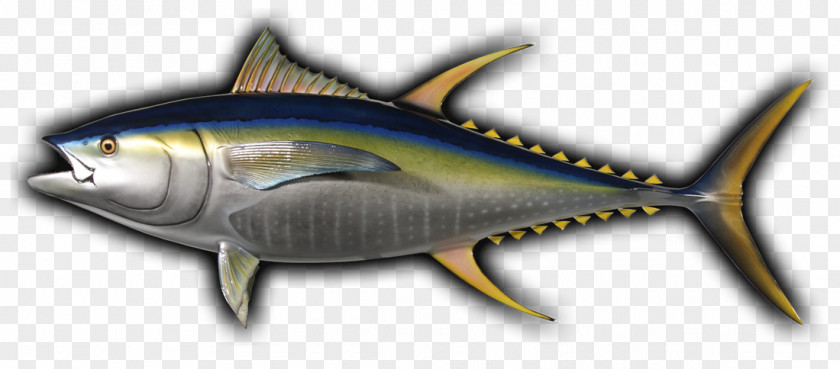 Tuna Fish Thunnus Mackerel Yellowfin Angling Fishing PNG