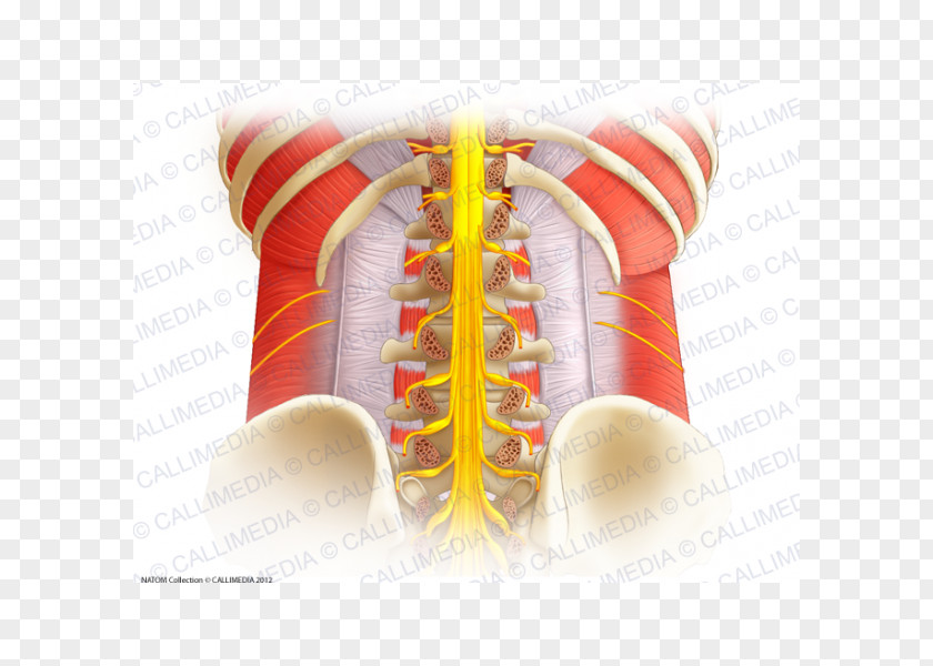Vertebral Column Spinal Cord Lumbar Vertebrae Anatomy Nerve PNG