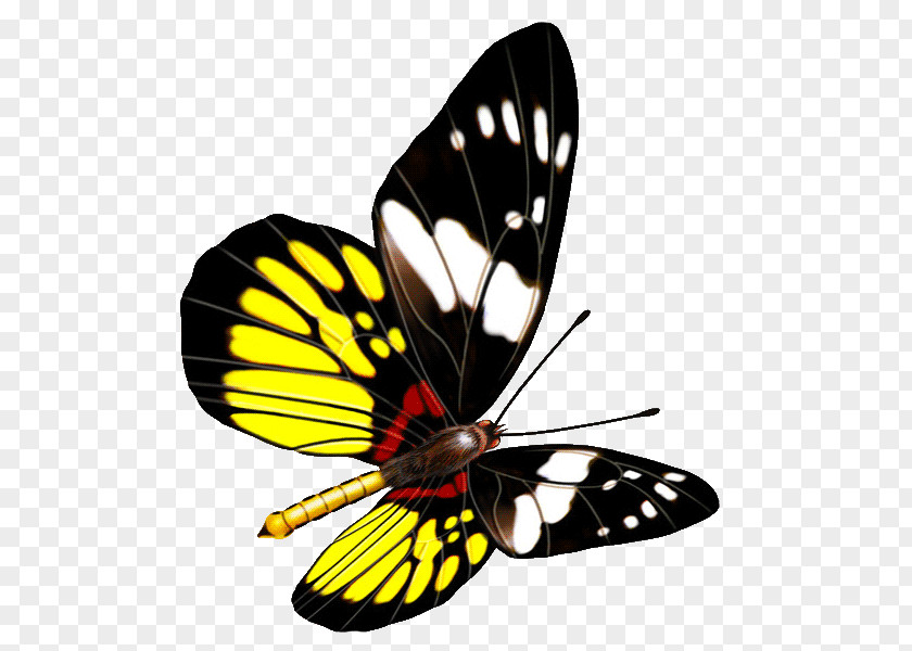 Butterfly Transparency And Translucency Clip Art PNG