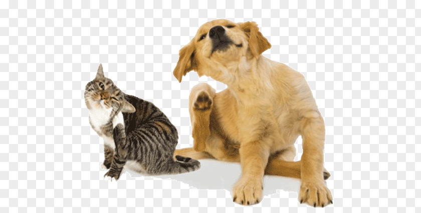Cat Dog Pet Sitting Itch PNG