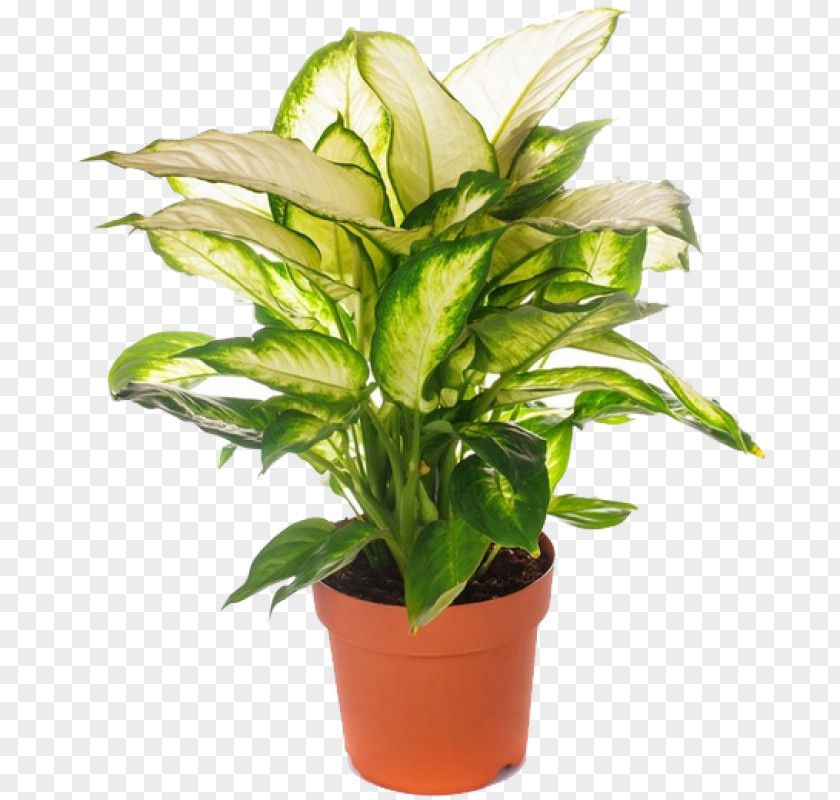 Plant Houseplant Saribus Rotundifolius Calathea Zebrina Dieffenbachia Seguine PNG