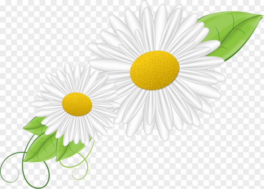 Chamomile Common Daisy Oxeye Flower Chrysanthemum PNG