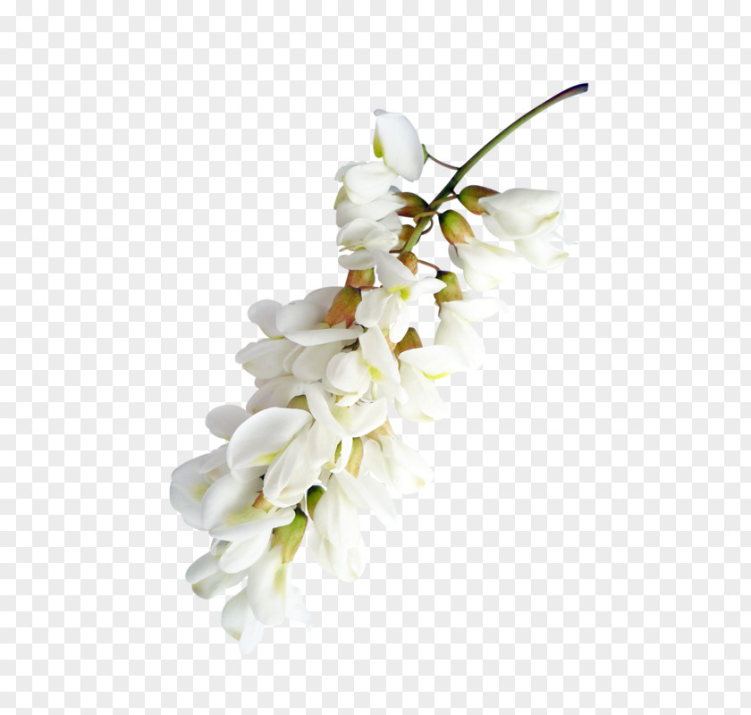 Flowering Plant Floristry Flower Bouquet PNG