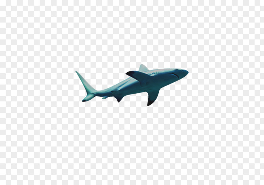 Shark Gratis PNG