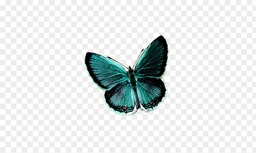 Dream Big Blue Butterfly Net Insect Rhetus Periander PNG