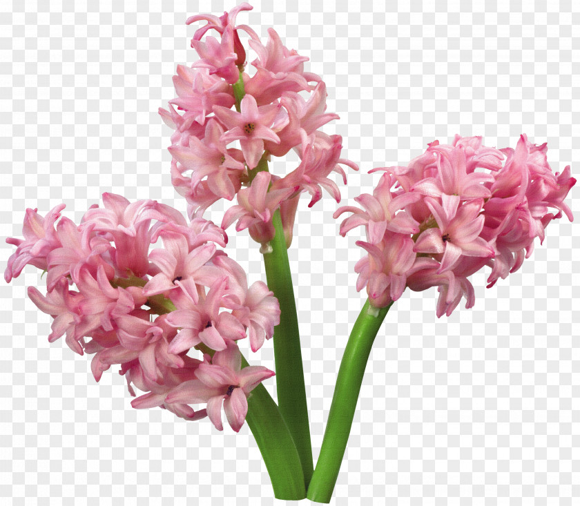 Hyacinth Advertising Flower Bible Kaoani Michelle PNG