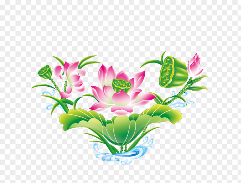 Lotus Flowers Image Clip Art Psd Vector Graphics PNG