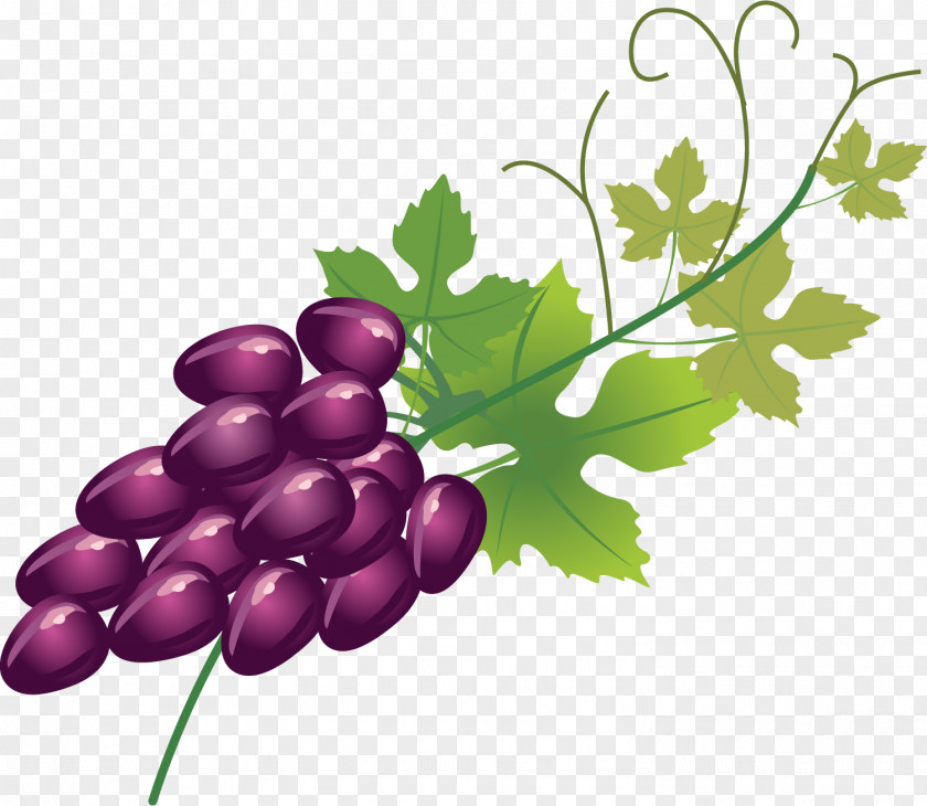 Purple Grape Fruit Wine Fruitcake Berry PNG
