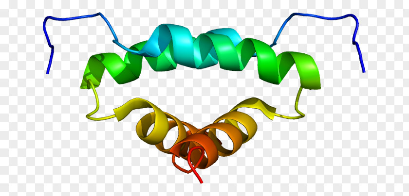 A-kinase-anchoring Protein AKAP13 Kinase A Subunit PNG