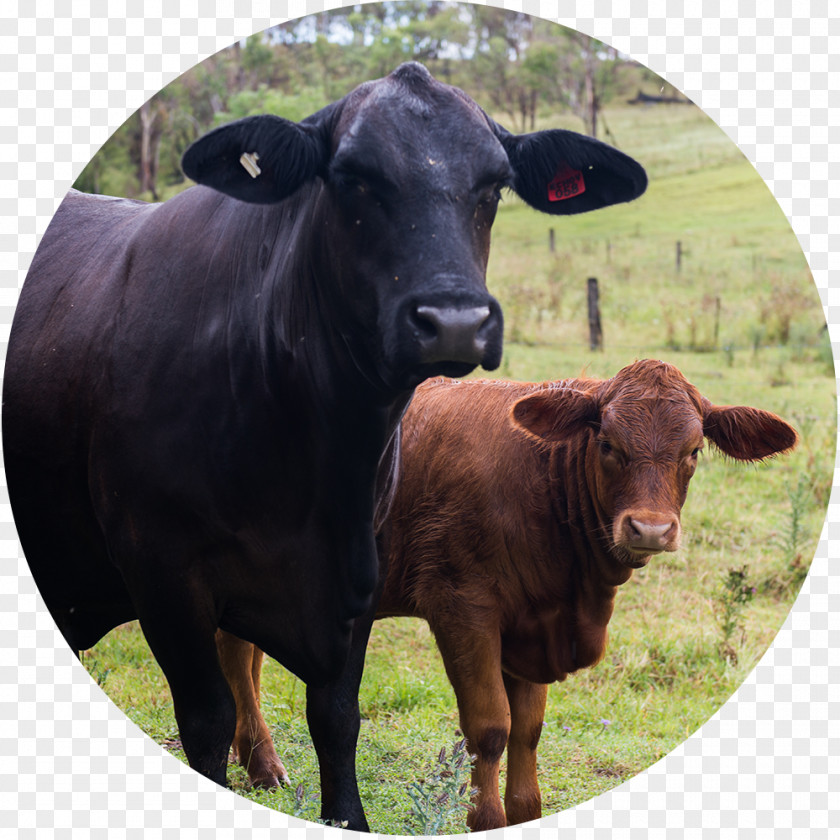 Angus Cow Head Calf Dairy Cattle Ox Bull PNG