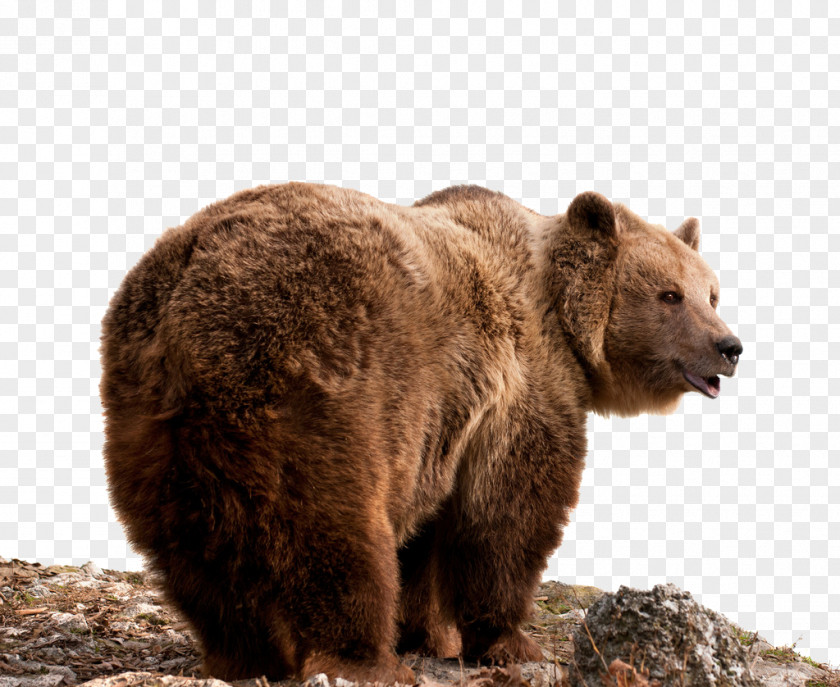 Bear East Siberian Brown Grizzly Stock Photography PNG