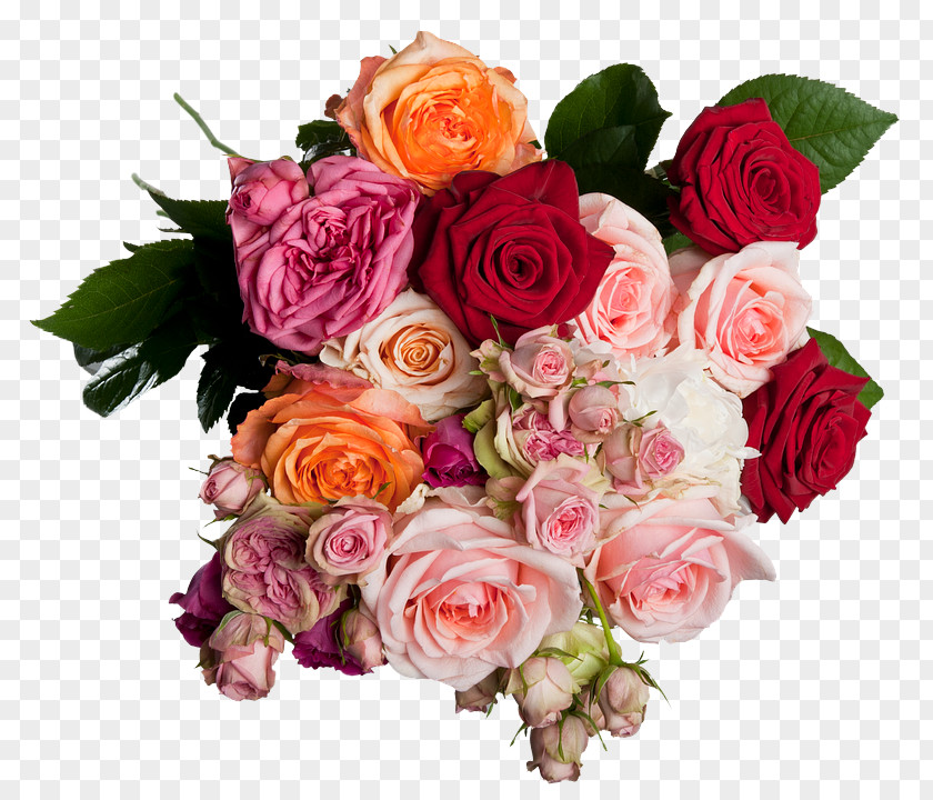 Floribunda Rose Family Garden Roses PNG