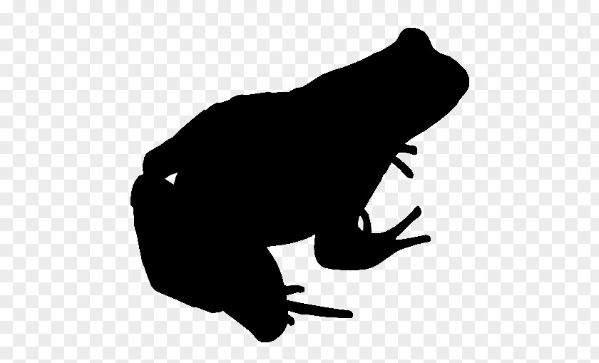 Frog Amphibians Toad Katak Dan Kodok PNG