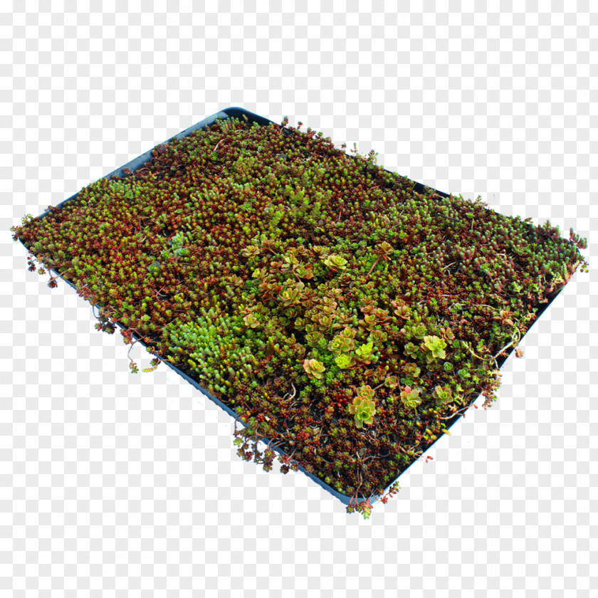 Groundcover Lawn Garden Sod Stonecrop PNG