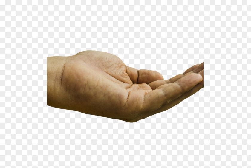 Hand Watch Arm Finger Thumb Homo Sapiens PNG